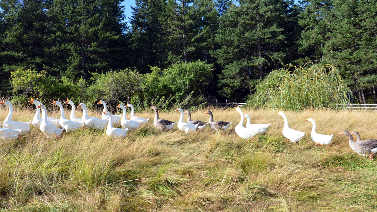 goose parade